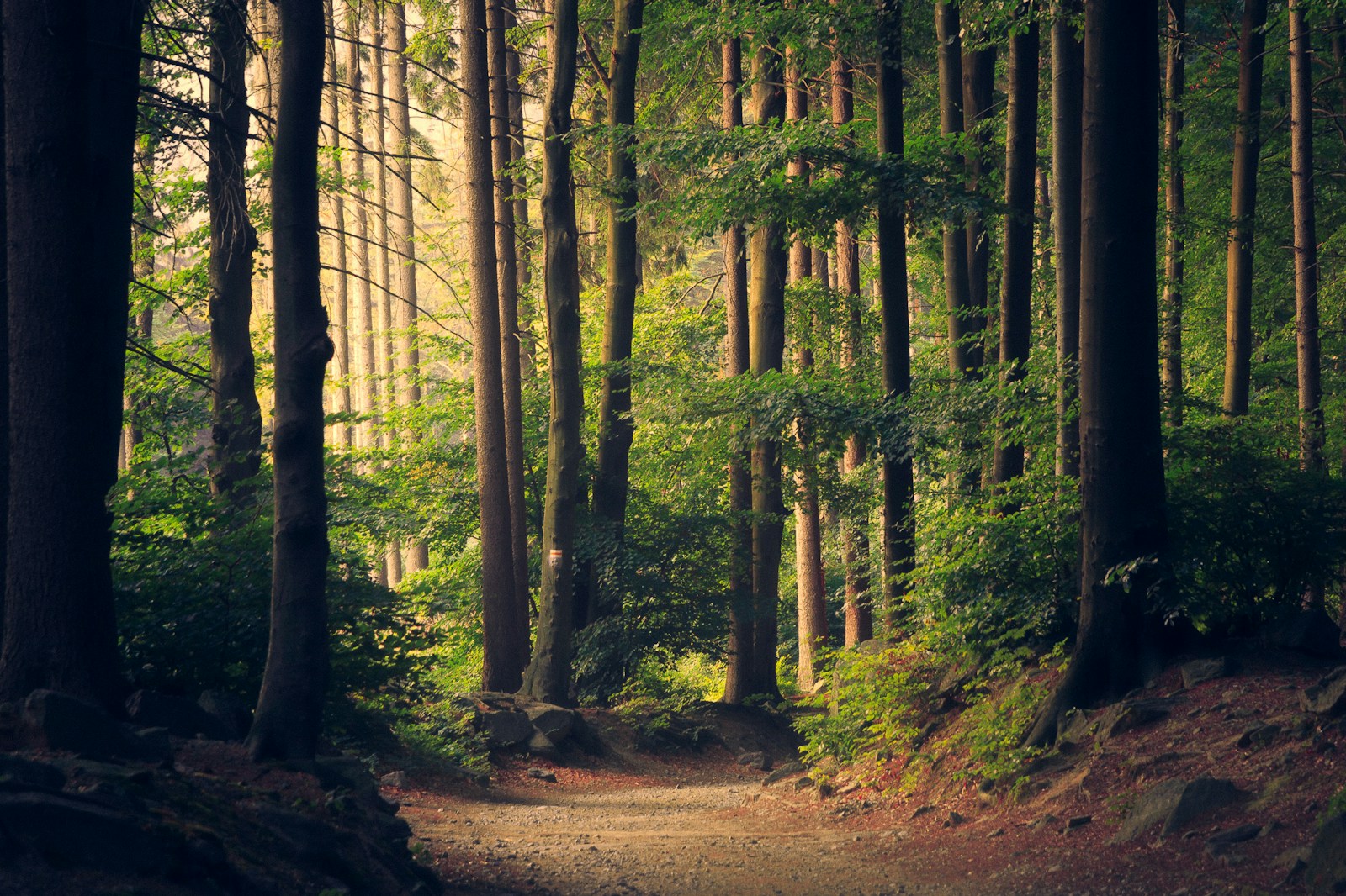 Photo libre Unsplash – forêt, séance en pleine nature